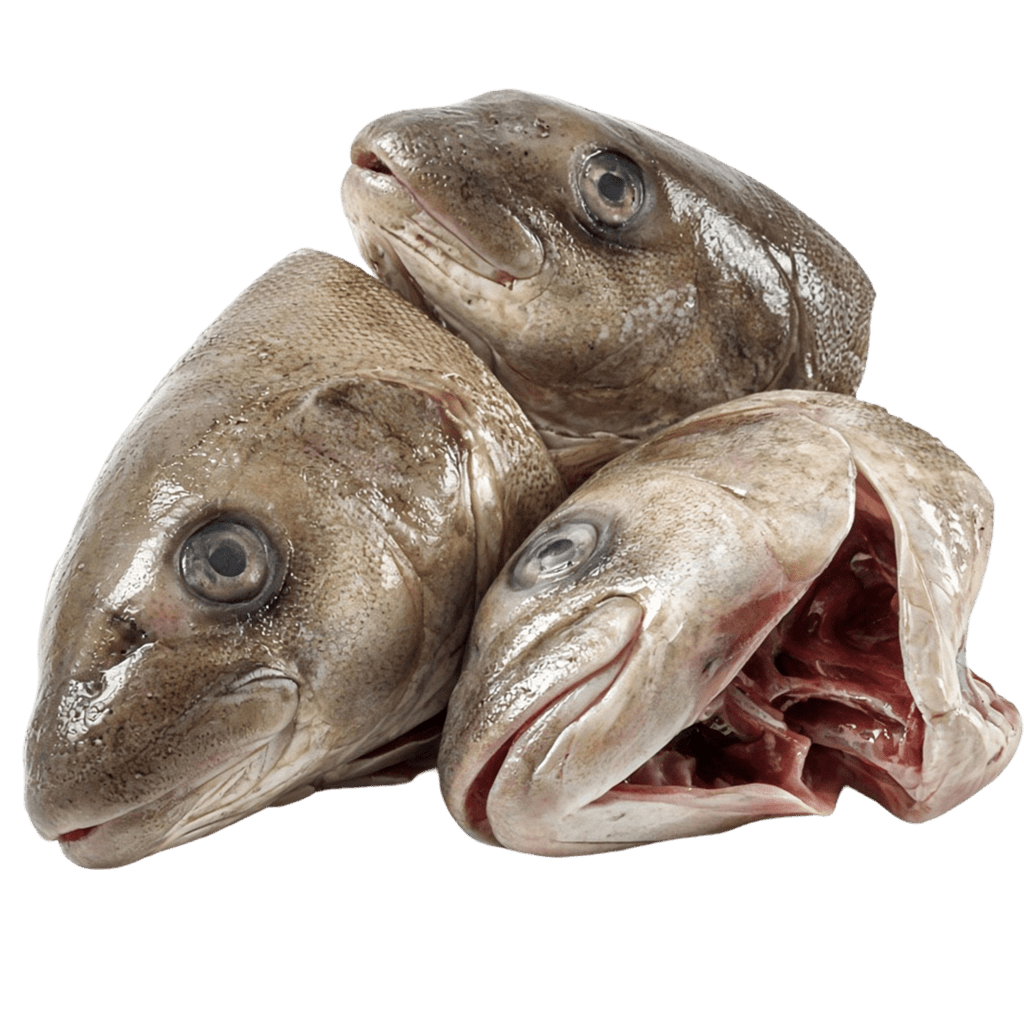 Головы белуги