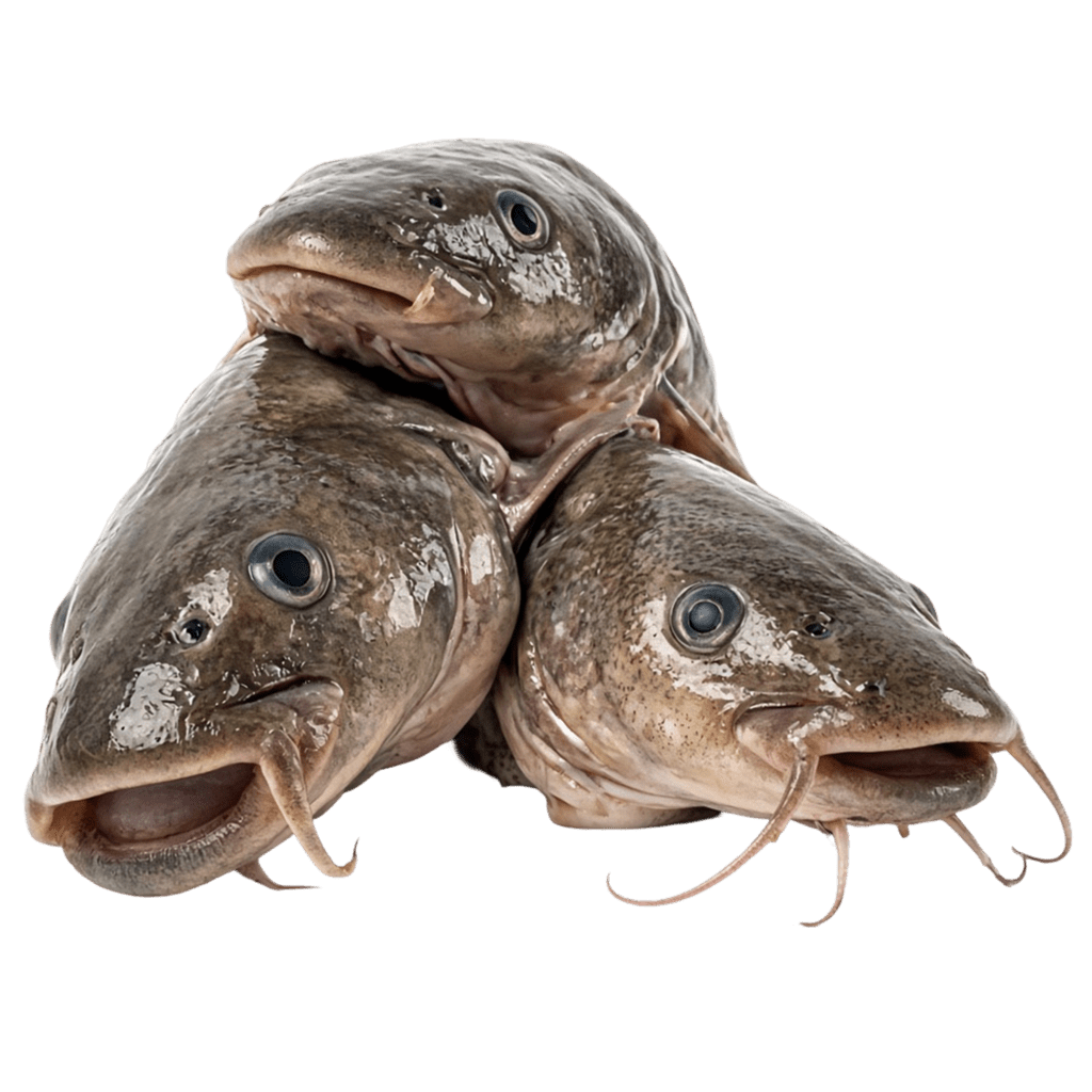 Головы сома