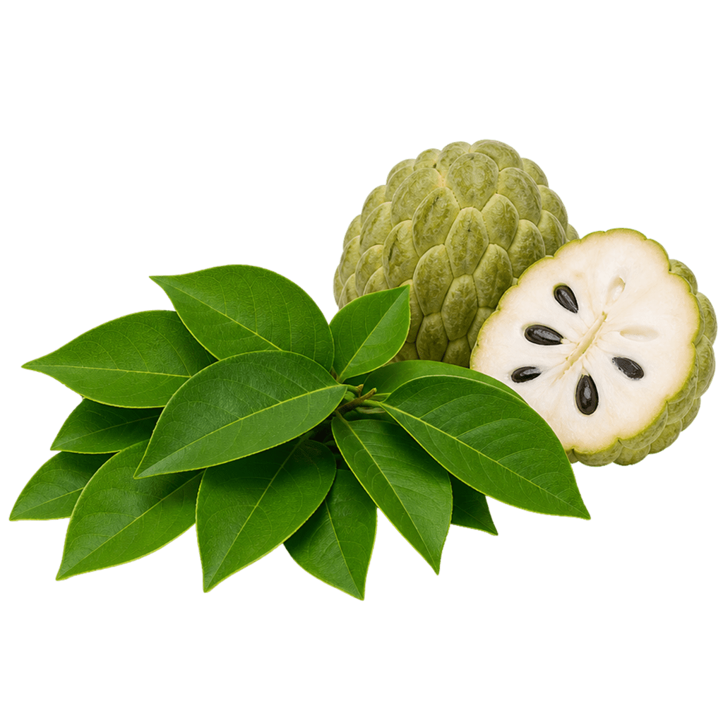 Листья черимойи