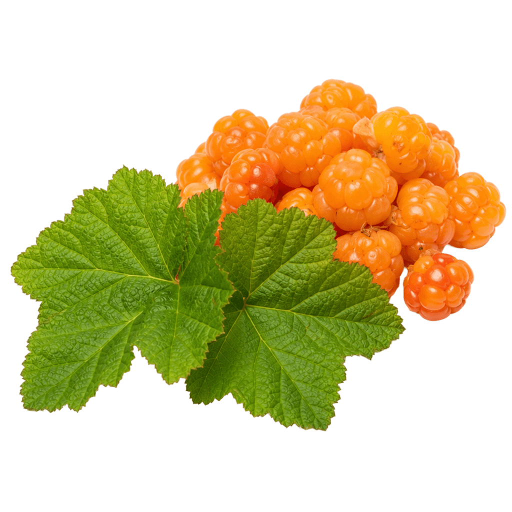 Листья морошки