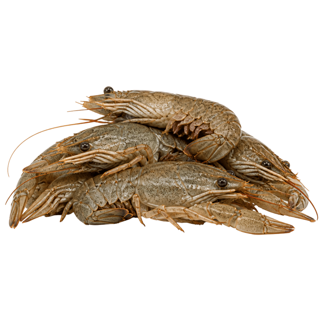 Раки