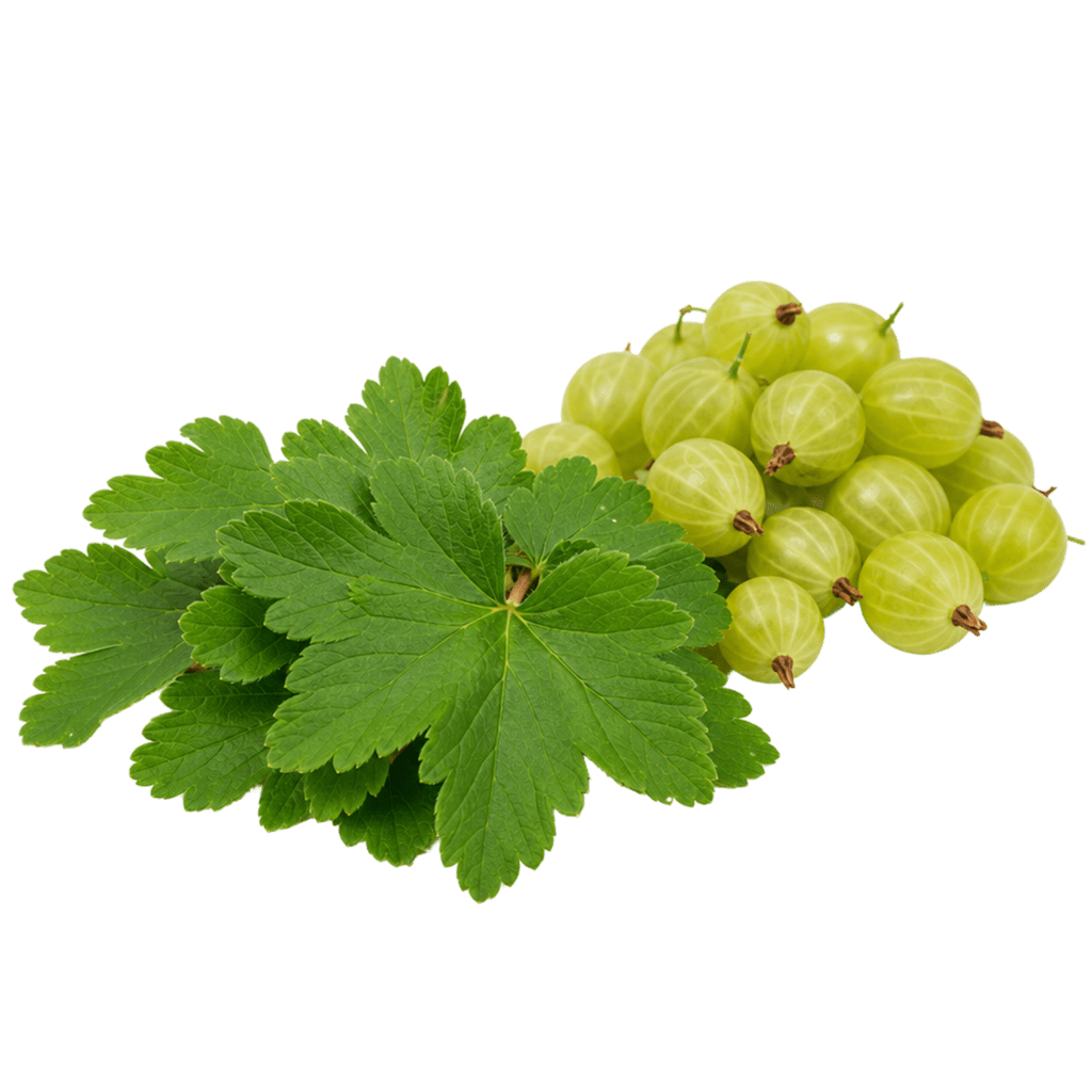 Листья крыжовника