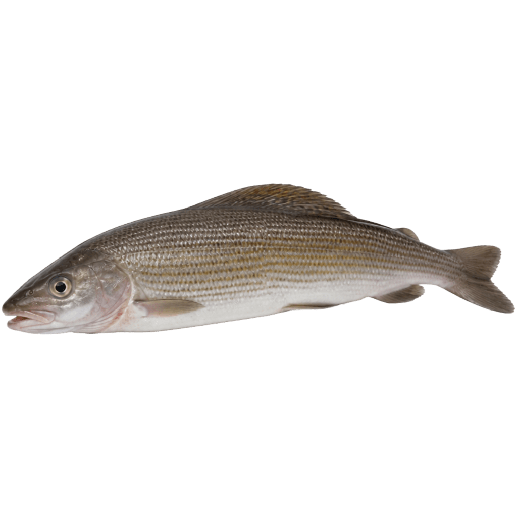 Хариус