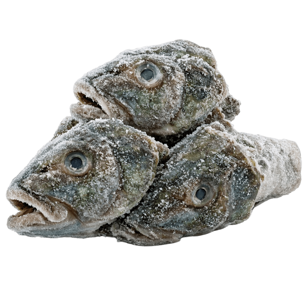 Головы зубатки замороженные