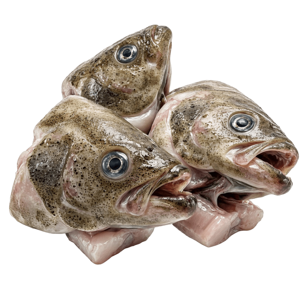 Головы палтуса