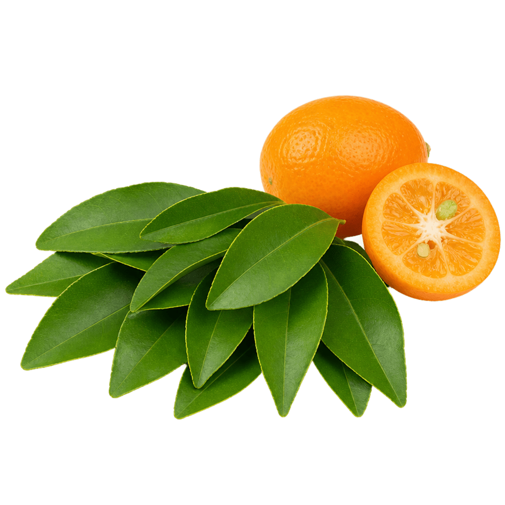 Листья кумквата