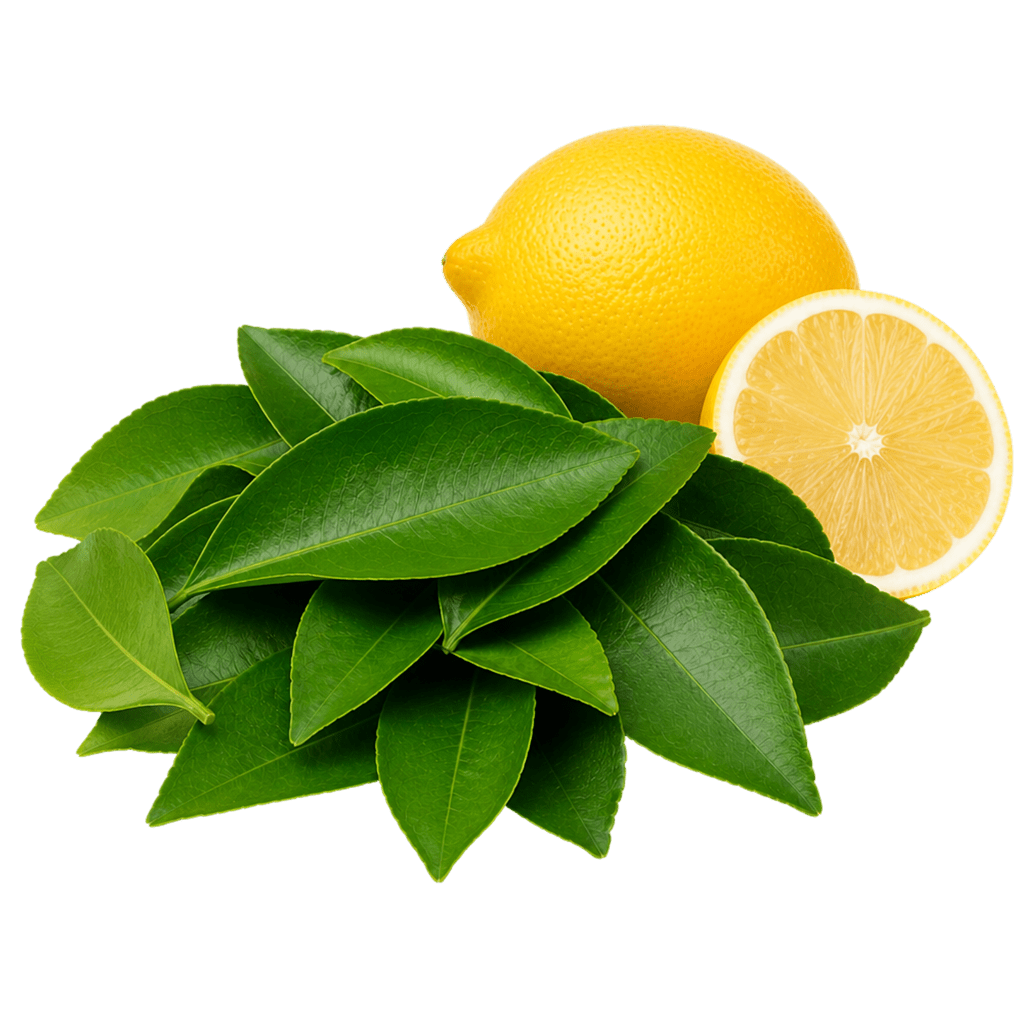 Листья лимона