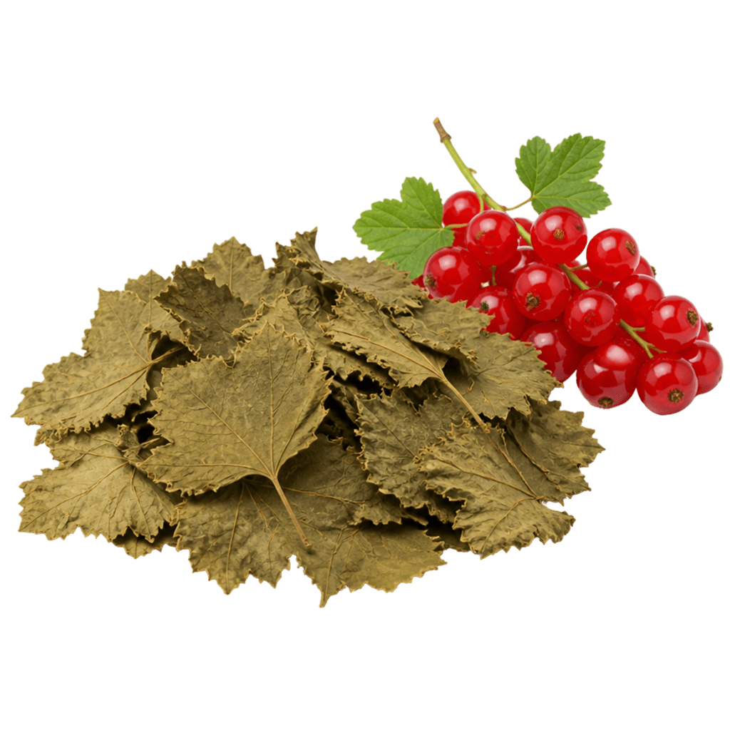 Листья красной смородины сушеные