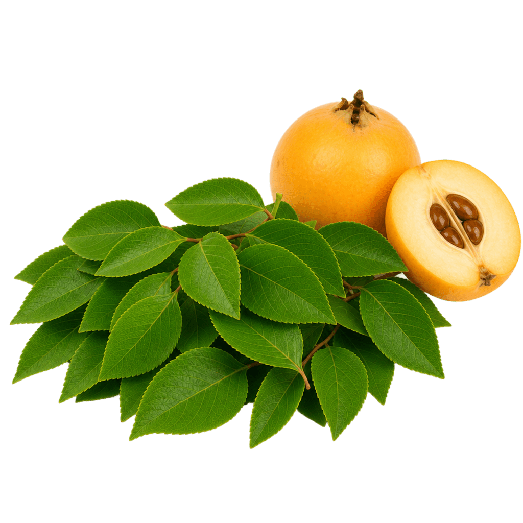 Листья мушмулы