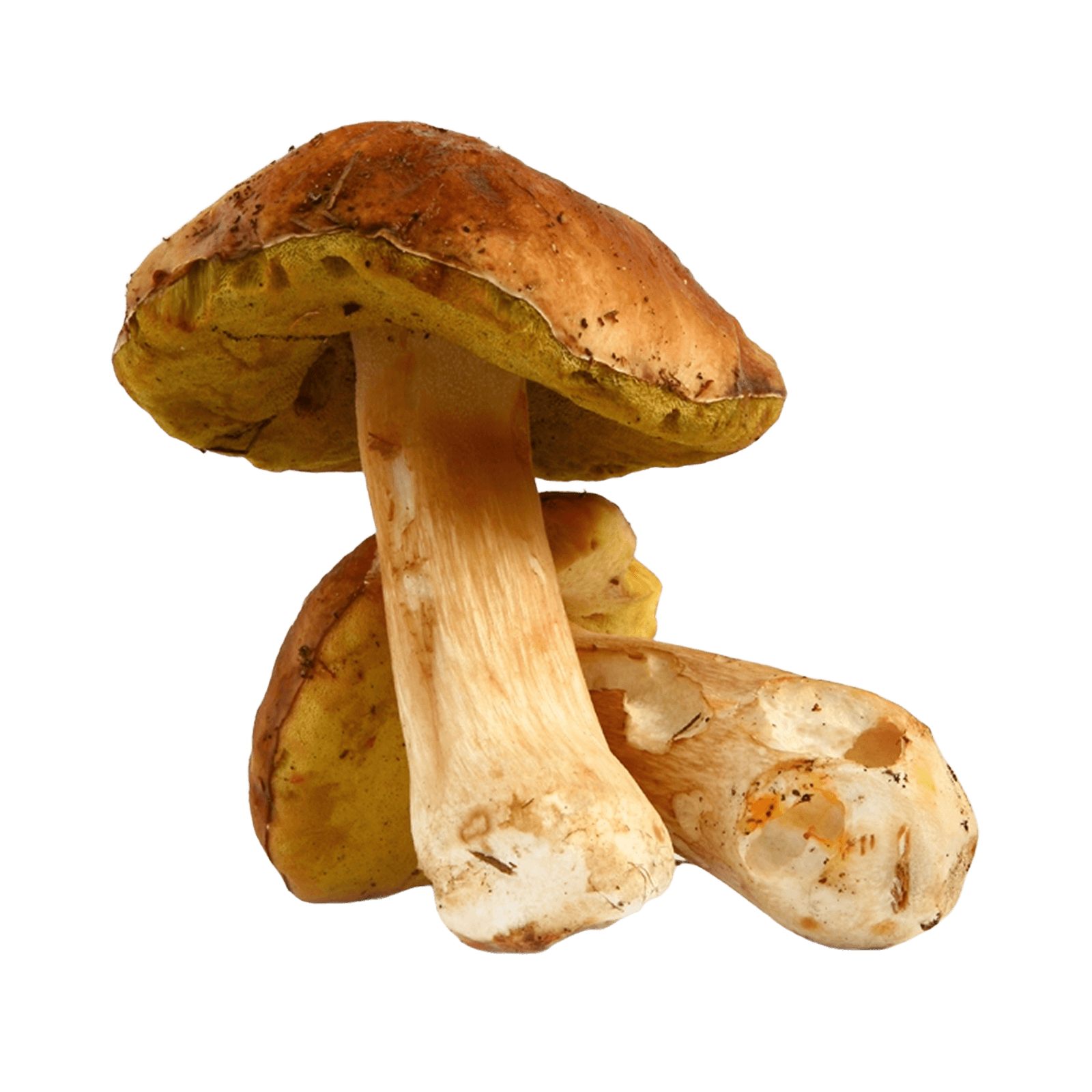 Моховики