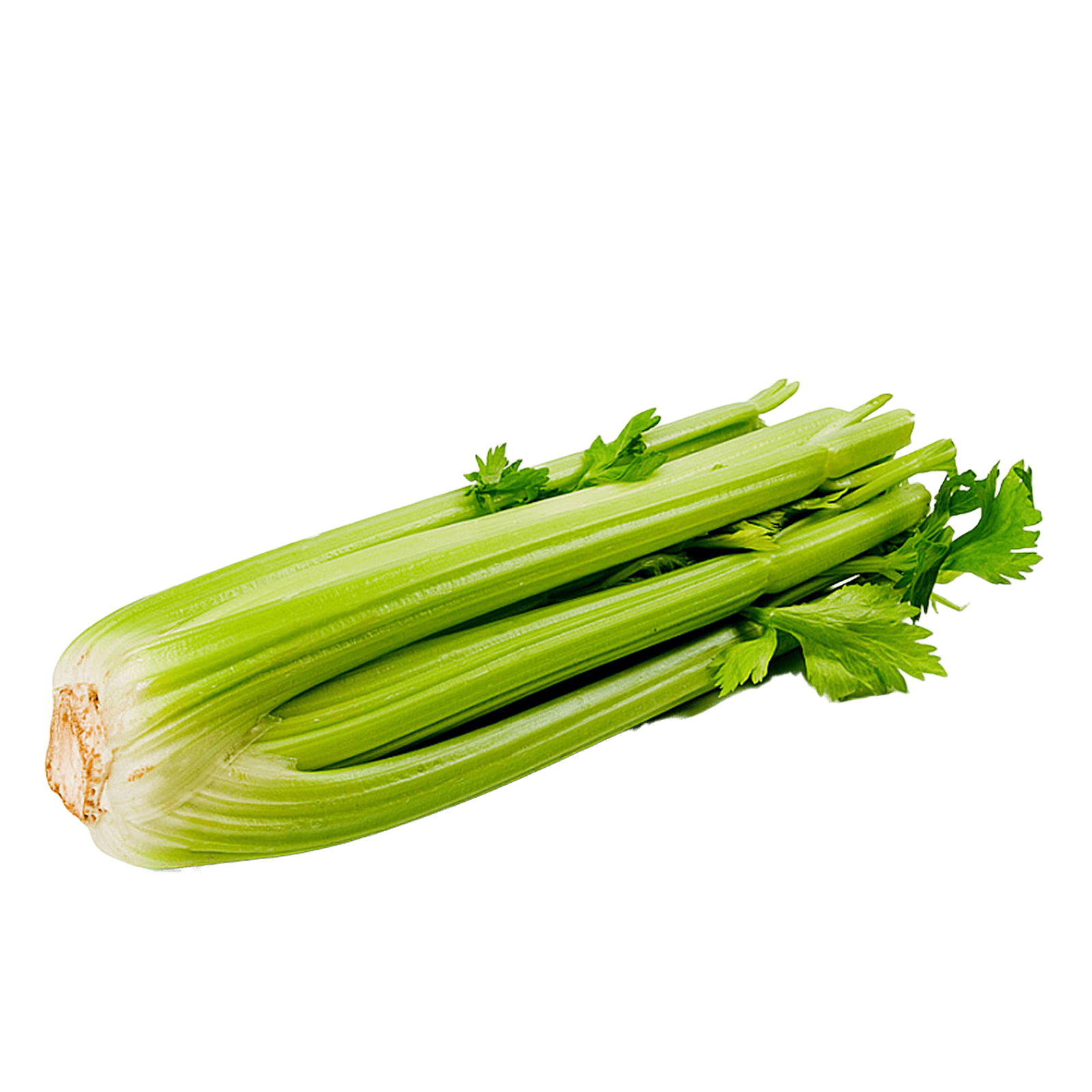 Сельдерей