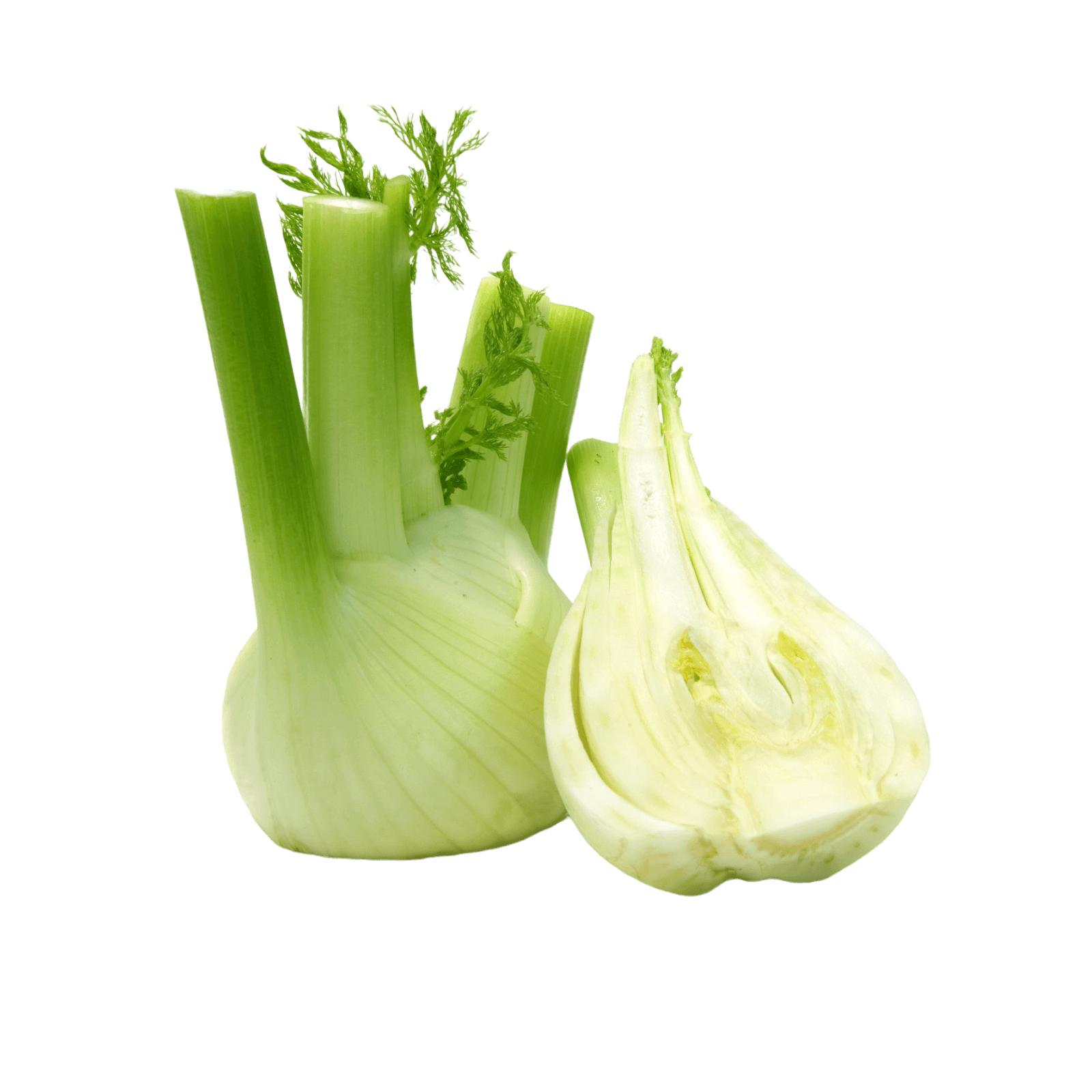 Луковица фенхеля