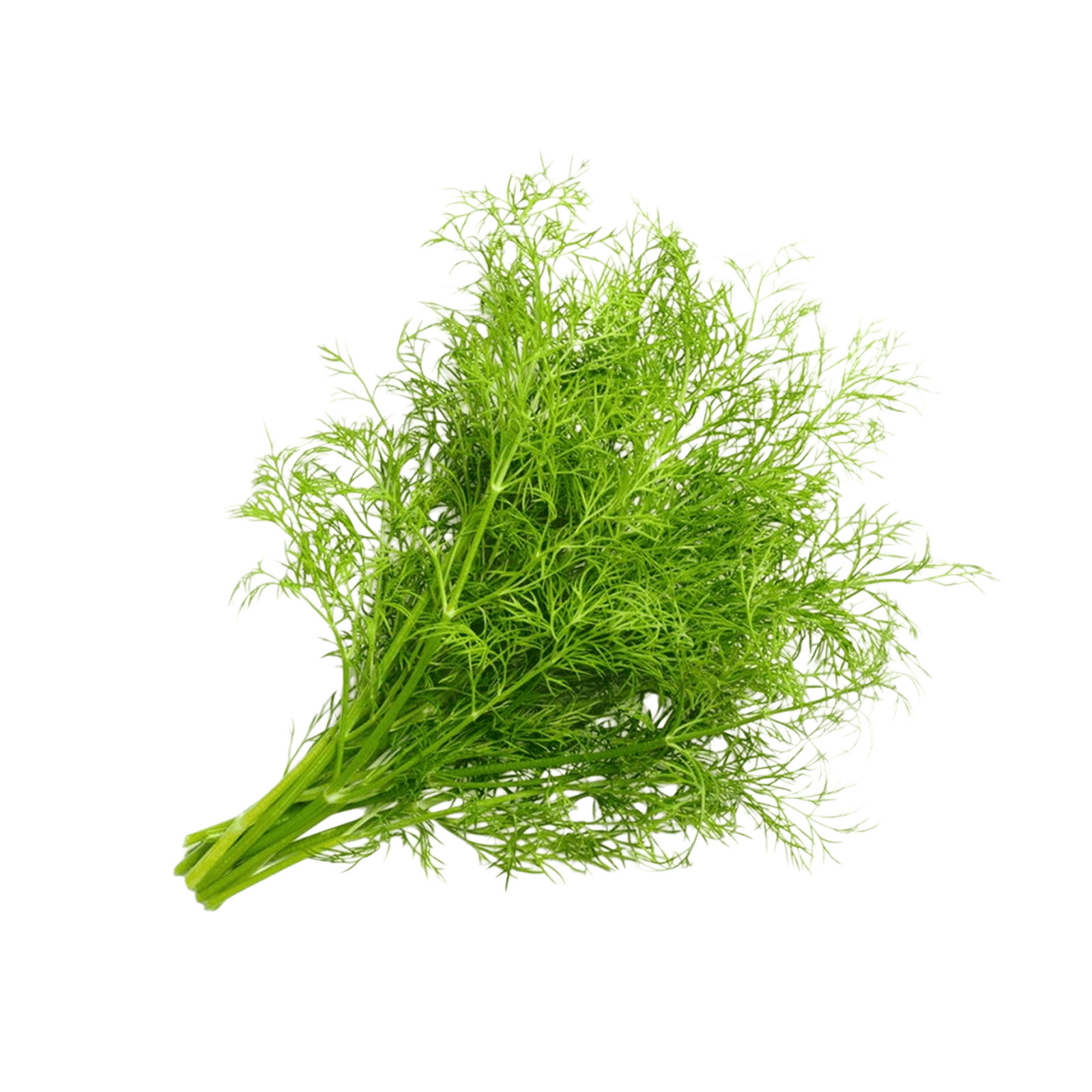 Листья фенхеля