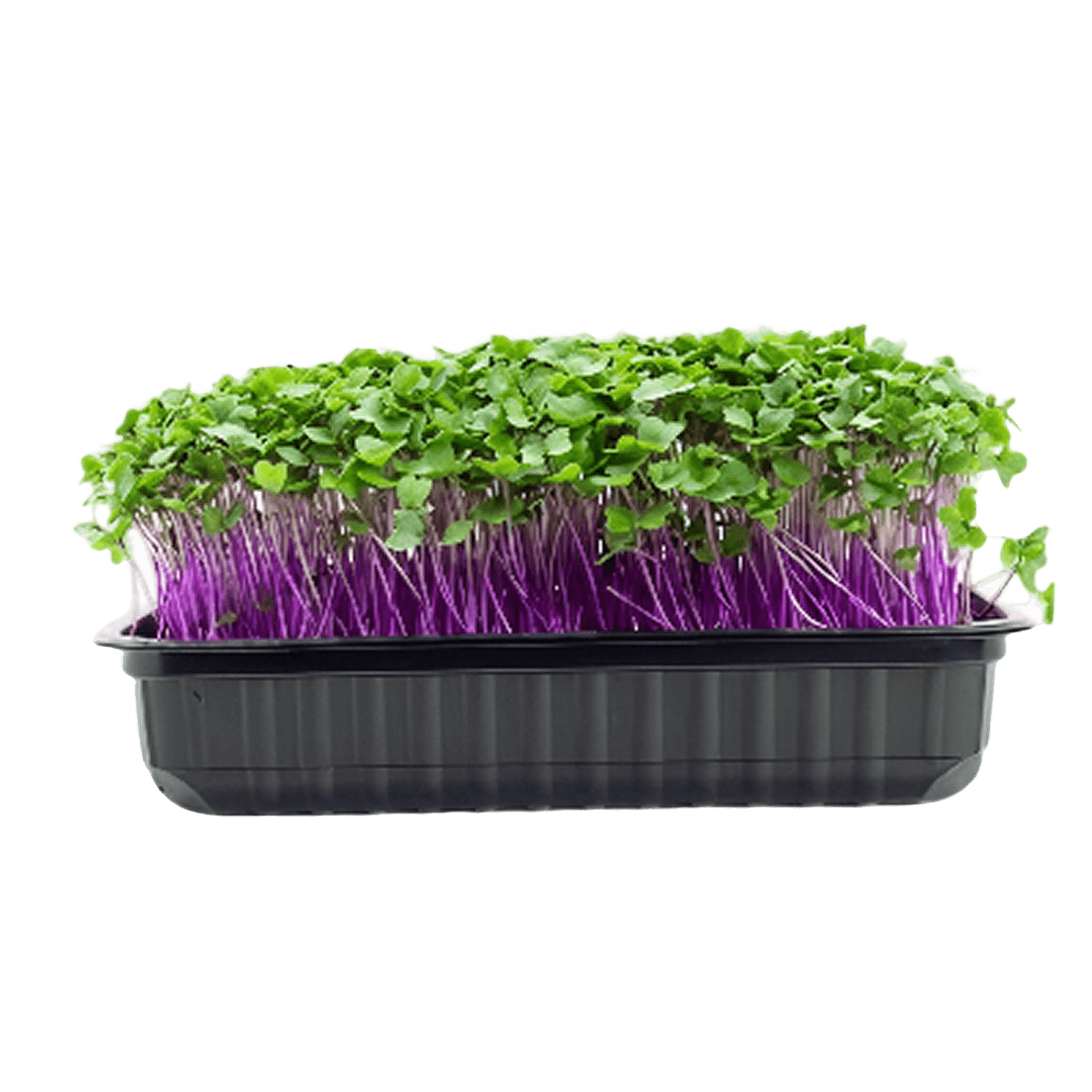 Микрозелень капусты кольраби