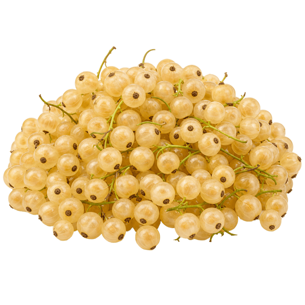Смородина белая