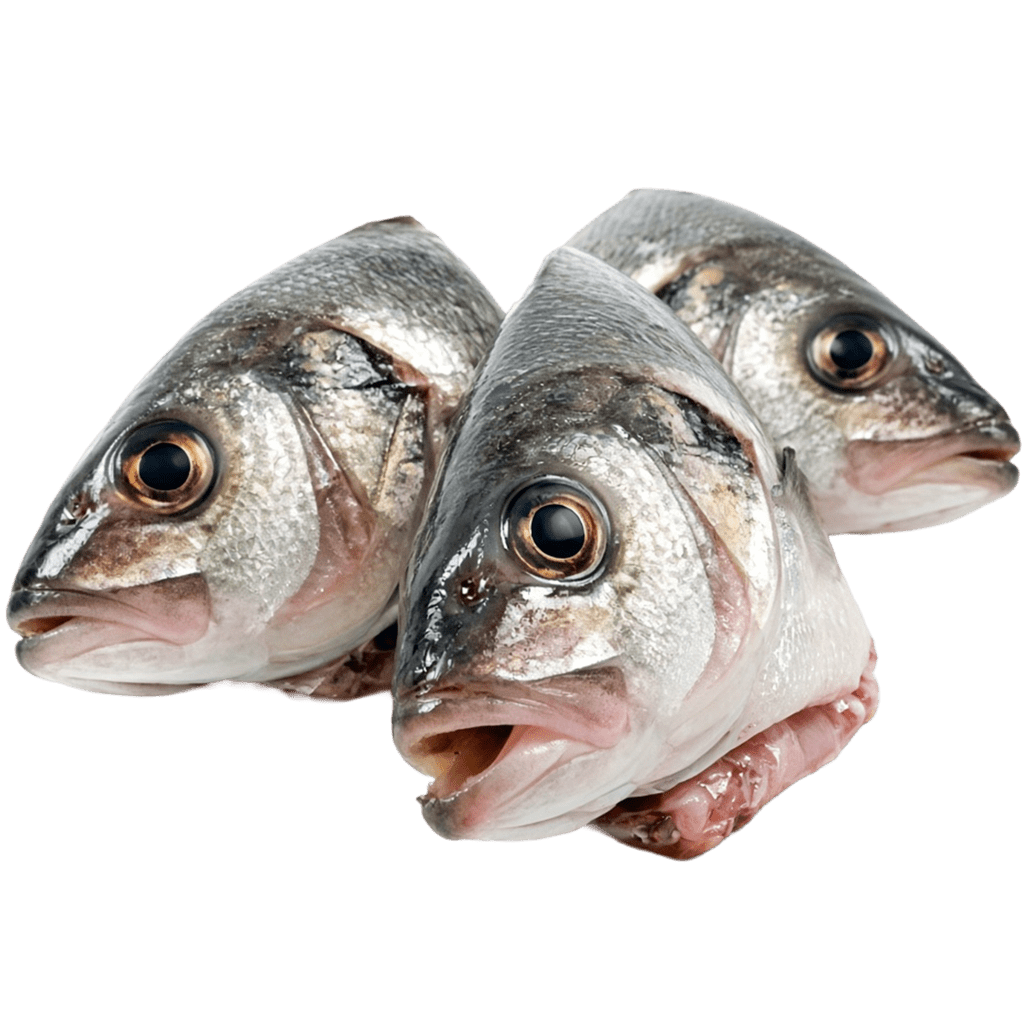 Головы сибаса