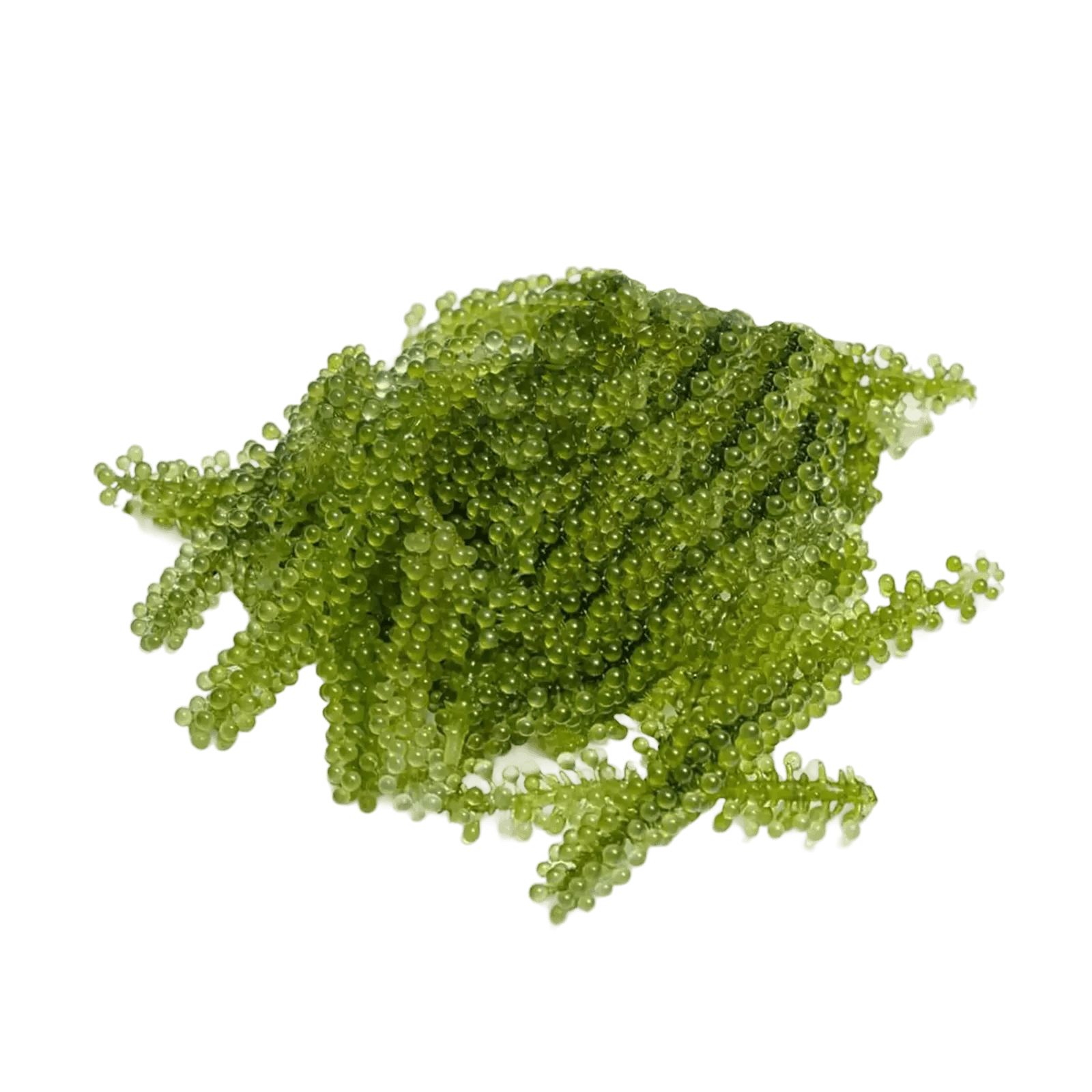 Морской виноград