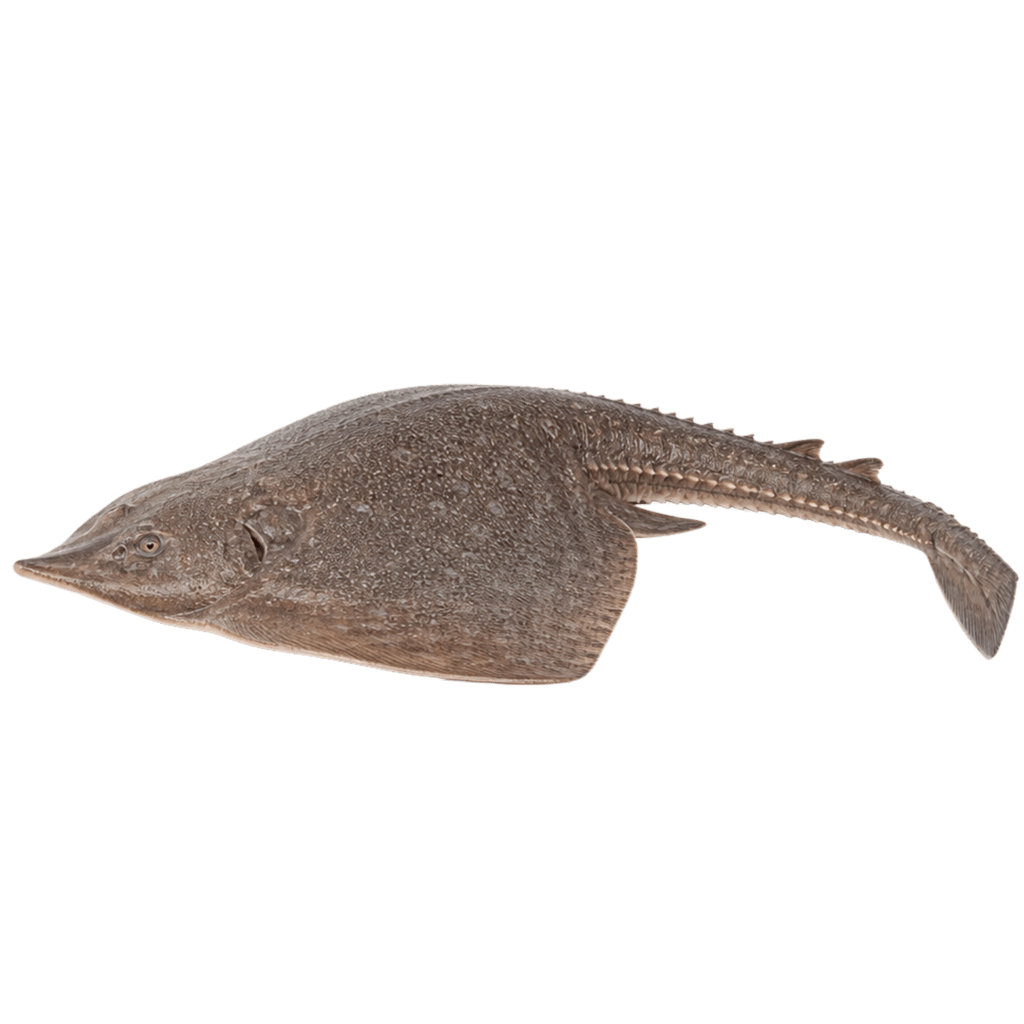 Скат