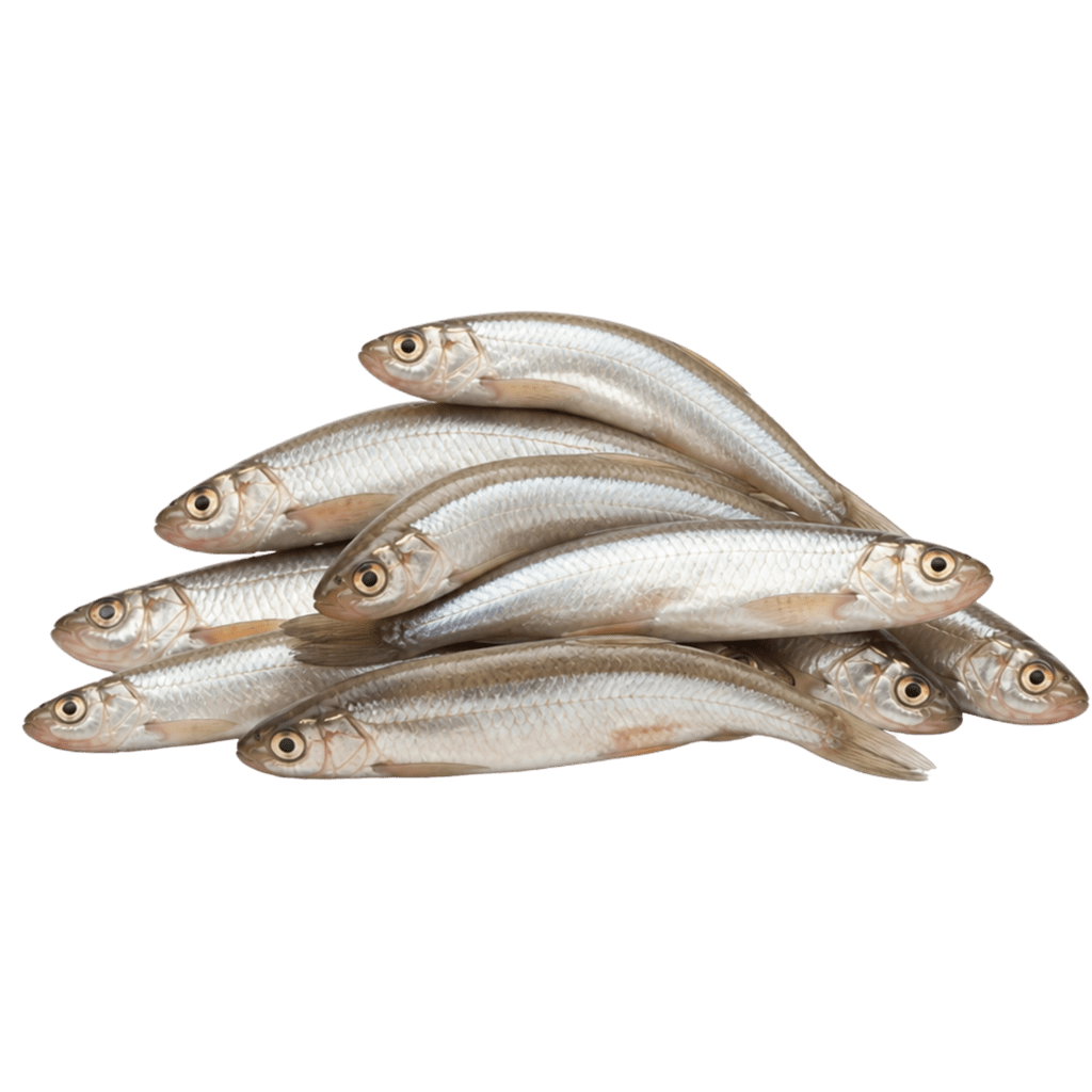 Корюшка