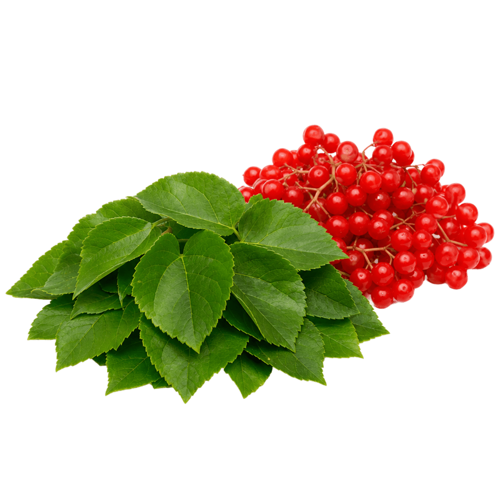 Листья калины